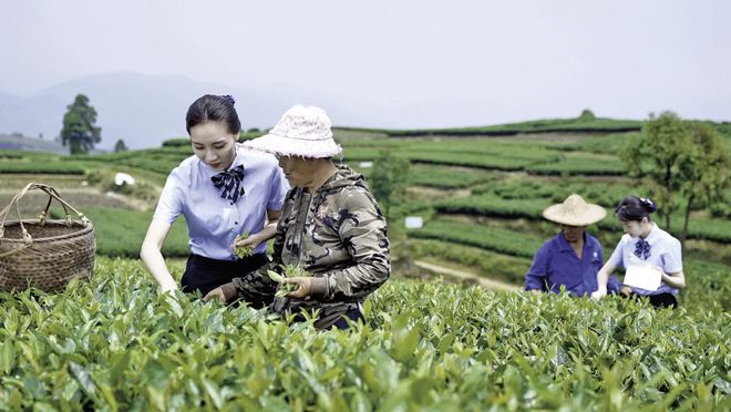 场：下一个增长点将会是……亚游ag电玩聚焦白茶未来市(图5)